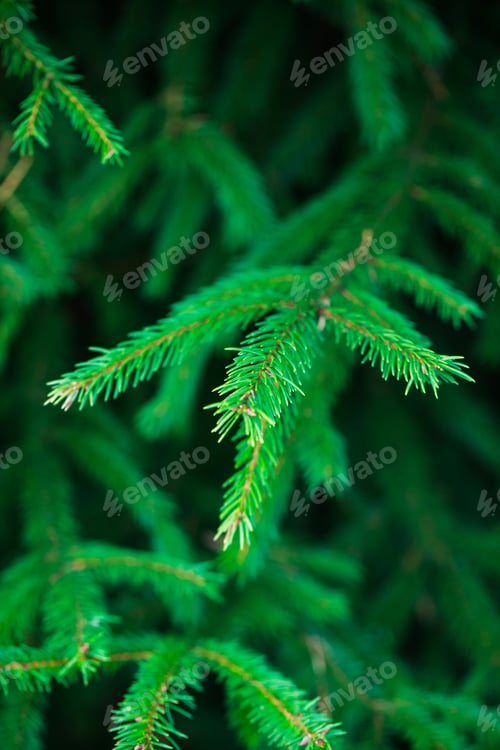 Preview: Fresh green young branches of spruce as a background