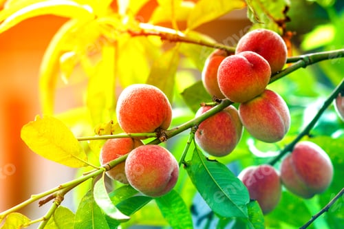 Preview: Ripe red and yellow peaches on branch