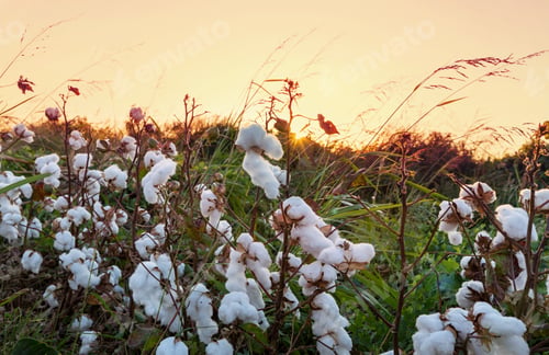 Preview: Cotton