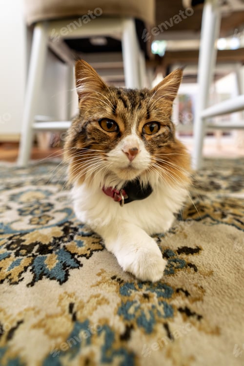 Preview: Domestic cat relaxing on carpet in modern apartment