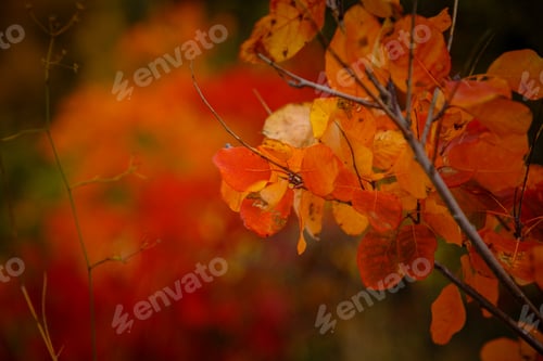 Preview: the Red and Orange Autumn Leaves Background
