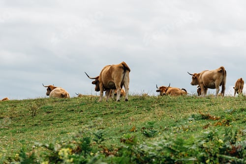 Preview: Herd of cows grazing on the meadow in Asturias