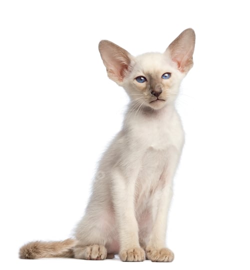Preview: Oriental Shorthair kitten sitting and looking at camera against white background
