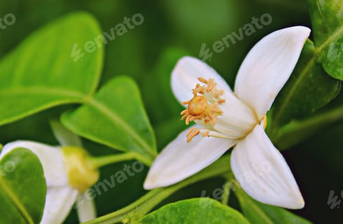 Preview: Green and white, orange blossom