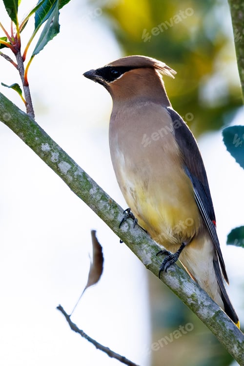 Preview: Vertical closeup of a Japanese waxwing, Bombycilla japonica on a small branch