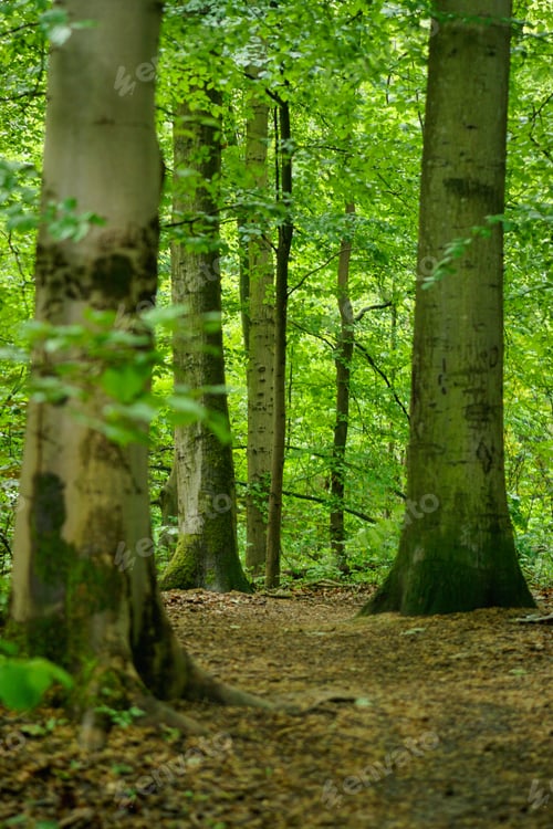 Preview: Vertical shot of beautiful trees in the forest on a sunny day