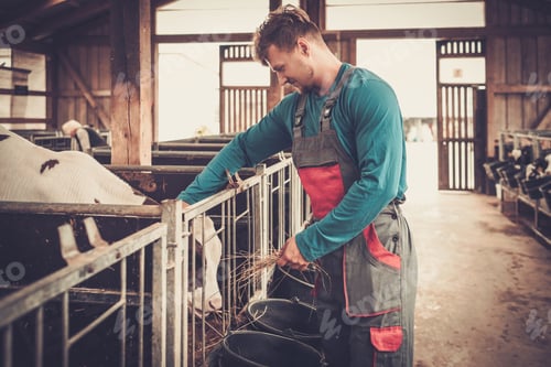 Preview: Young farmer feeding calf in the cowshed in dairy farm.