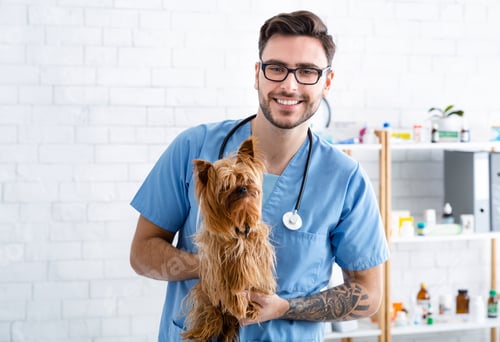Preview: Portrait of cheerful veterinary doc holding cute Yorkshire terrier at animal clinic