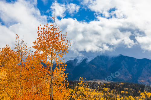 Preview: aspen tree in autumn with mountain background