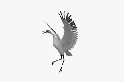 Preview: White crane in flight with spread wings