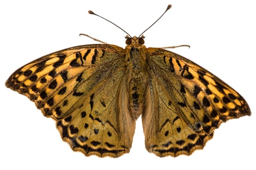 Preview: Butterfly Silver-Washed fritillary, lat. Argynnis paphia, isolated on white background