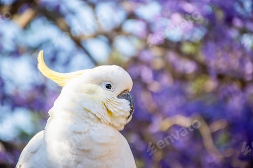 Preview: Sulphur-crested cockatoo seating on a beautiful blooming jacaranda tree. Australian wildlife