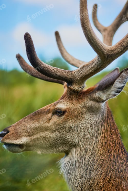Preview: What a beautiful creature. Cropped shot of a male reindeer in the wild.