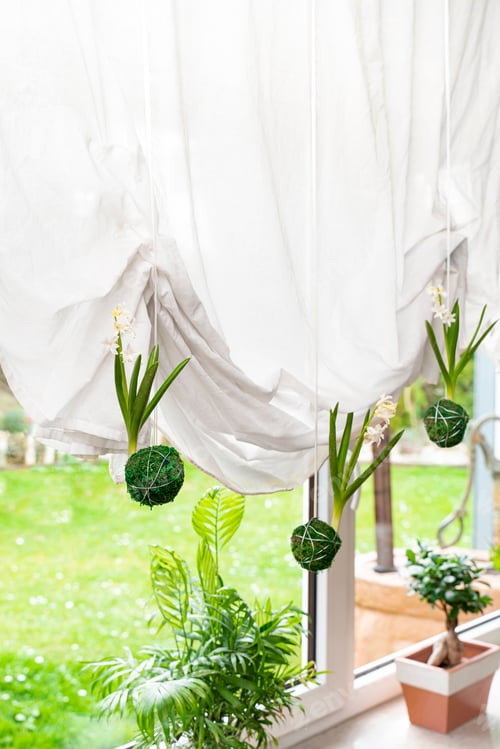 Preview: Vertical shot of bright green kokedama Japanese moss balls hanging by the curtain indoors