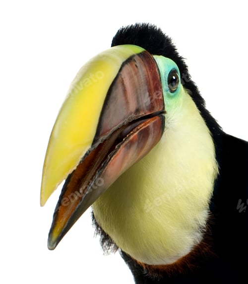 Preview: Swainson's Toucan