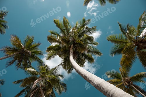 Preview: Tropic vibe