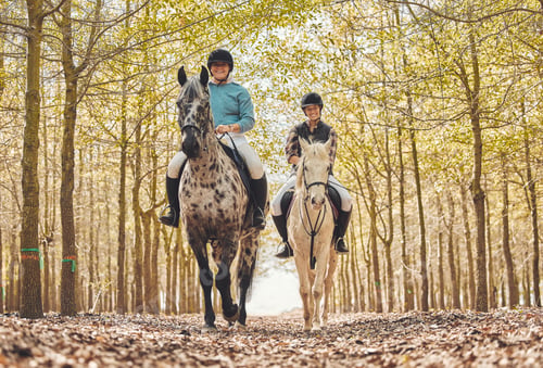 Preview: Portrait, women and horses in a forest, riding and happiness with animal care, stallion and country