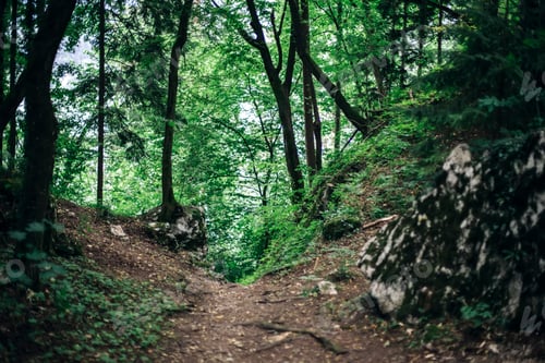 Preview: Path in the forest