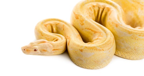 Preview: Albino royal python in front of a white background