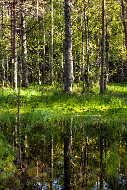 Preview: Forest Trees Reflected on Calm Water Surface at Lake Superior