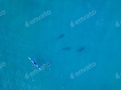 Preview: Person Kayaking Near Sharks in Tranquil Blue Ocean