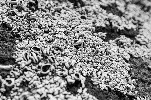 Preview: Closeup grayscale of roughly textured lichen on a rock in Namaqua National Park, Northern Cape