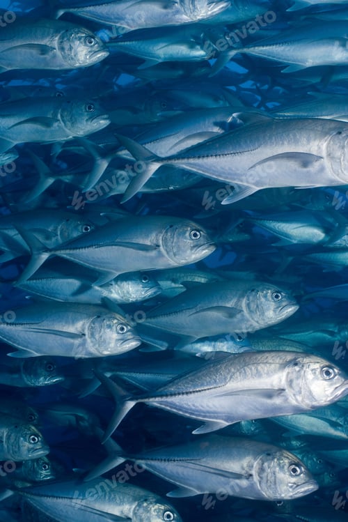 Preview: group of schooling fish under water
