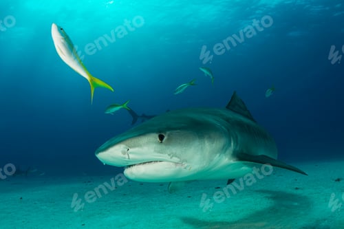 Preview: Underwater portrait of reef shark, Tiger Beach, Bahamas