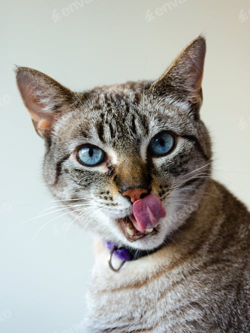 Preview: portrait of grey tabby cat with blue eyes looking at camera with his tongue out