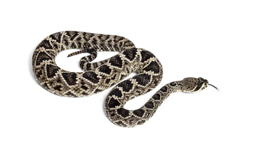 Preview: western diamondback rattlesnake or Texas diamond-back, venomous snake against white background