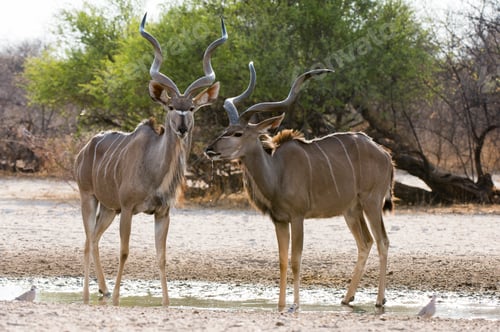 Preview: Two Greater kudu males (Tragelaphus strepsiceros), at waterhole, Kalahari, Botswana, Africa