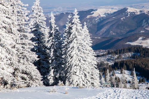 Vorschau: erstaunliche Winterlandschaft mit verschneiten Tannen in den Bergen