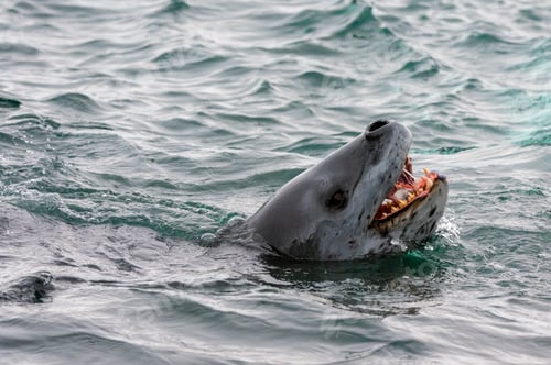 Preview: Seal emerging from the sea with its mouth open