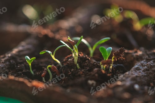Preview: A small green sprouts in a peat pot, planting plants in the spring in open ground