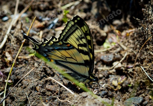 Preview: Beautiful tiger swallowtail butterfly on the ground