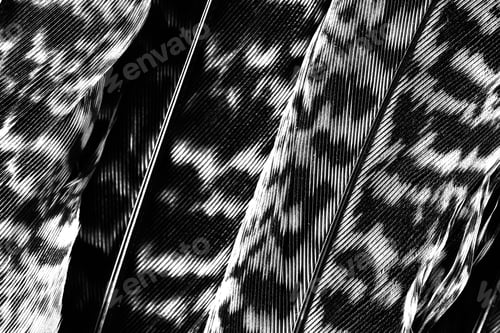 Preview: Black and white calathea zebrina leaf background