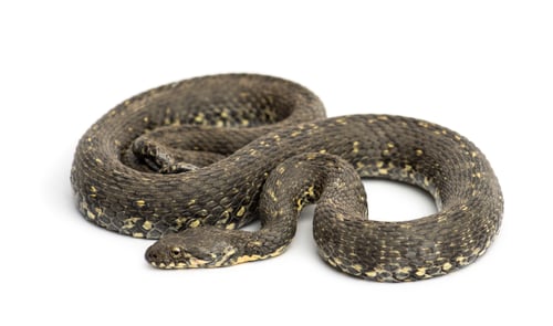 Preview: Green Whip Snake, Hierophis viridiflavus, isolated on white