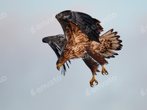 Preview: White-tailed eagle (haliaeetus albicilla)