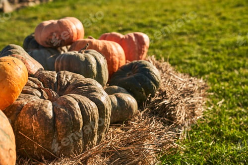 Preview: Various of gourds on straw, warming in sun rays outside.