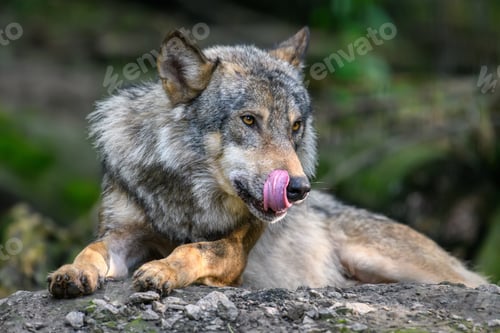Preview: Gray wolf, Canis lupus, in the summer light, in the forest
