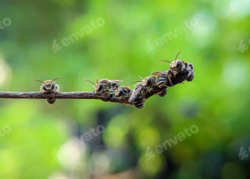 Preview: A group of Lipotriches (sweat bees) resting on a tree branch