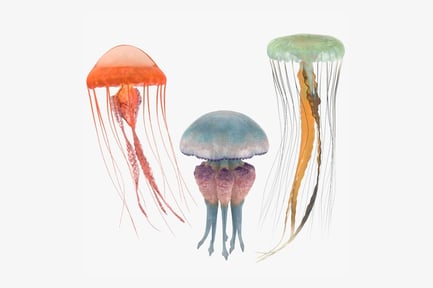 Visualização: Trio de medusas variadas: Coleção Ocean Life