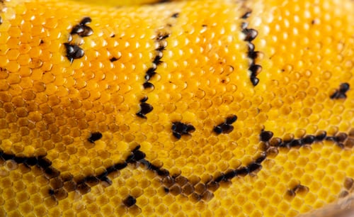 Preview: Close-up of Lemon blast ball python scales, python régius, isol