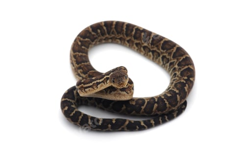Preview: Cuban tree boa isolated on white background