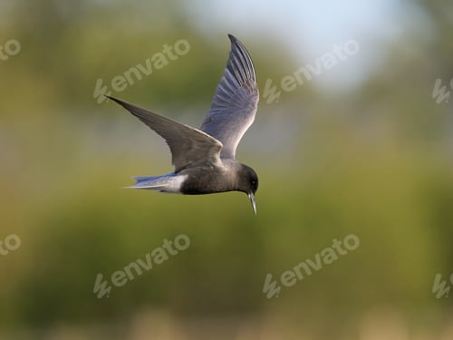 Preview: Black tern (Chlidonias niger)