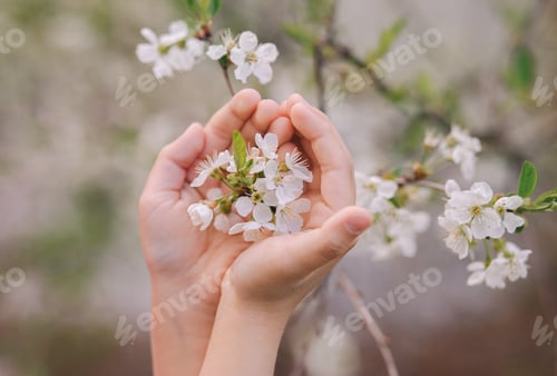 Preview: Spring white flowers of cherry plum in baby's hands. concept of tenderness, spring and childhood.