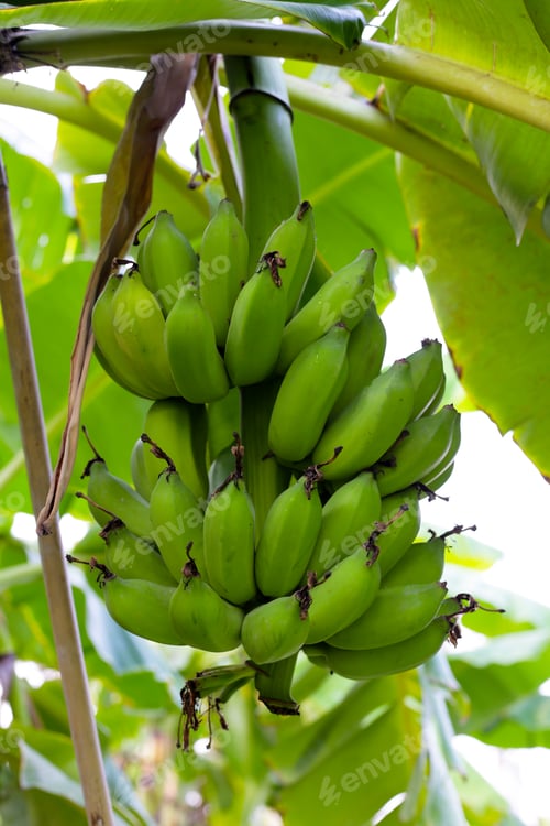 Preview: Bunch of fresh green bananas hanging from a banana tree