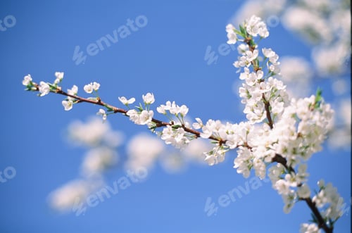 Preview: Beautiful blooming flowers of apple tree