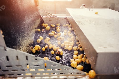 Preview: Cleaned potatoes on a conveyor belt, prepared for packing