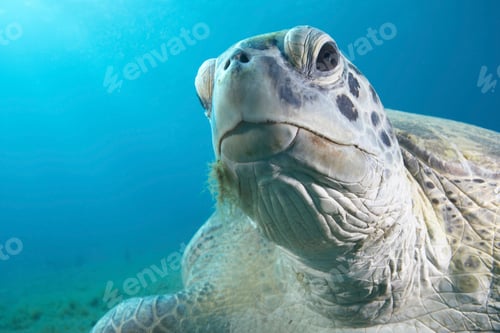 Preview: Green turtle in water